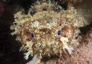 Banded Frogfish