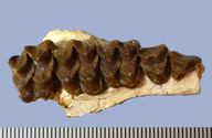 Protoreodon annectens