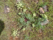 Lomatium macrocarpum