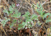 Astragalus gambelianus