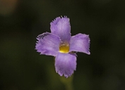 Gentianopsis simplex