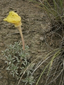 Oenothera lavandulifolius
