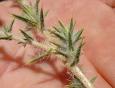 Centromadia parryi ssp. rudis