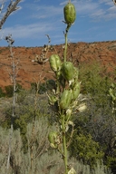 Yucca harrimaniae