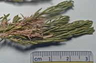 Ericameria laricifolia
