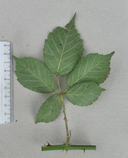 Rubus rubritinctus