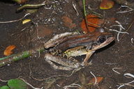 Leptodactylus bolivianus
