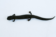 Salamandra de La Mucuy