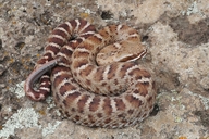 Ridge Nosed Rattlesnake
