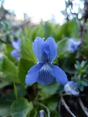Mountain Blue Violet