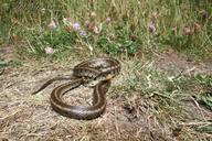 Balkan Grass Snake