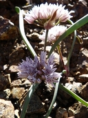 Allium tolmiei