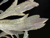 Artemisia ludoviciana ssp. ludoviciana