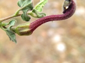 Aristolochia wrightii