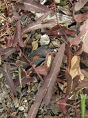 Aristolochia watsonii