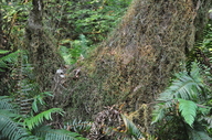 Selaginella oregana