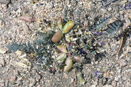 Astragalus circumdatus