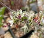 Pelargonium carnosum ssp. rotundipetalum
