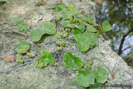 Hydrocotyle verticillata