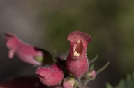 Scrophularia macrantha
