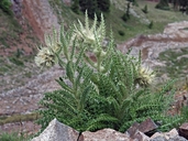 Cirsium eatonii var. eriocephalum