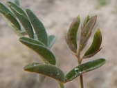 Astragalus nuttallianus var. austrinus