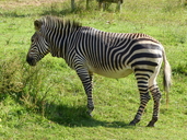 Equus zebra hartmannae