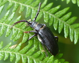 Tanner Beetle