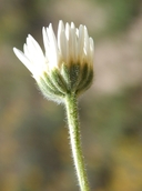 Aphanostephus ramosissimus var. humilis