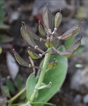 Noccaea fendleri ssp. glauca