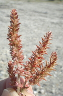 Crassula colligata ssp. lamprosperma