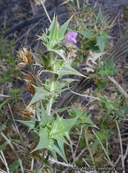 Salvia greatae