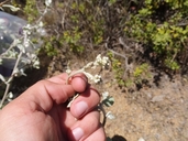 Helichrysum petiolare