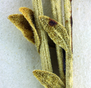 Perityle megalocephala var. megalocephala