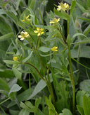 Ranunculus inamoenus var. inamoenus