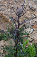 Cirsium eatonii