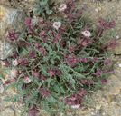 Chaenactis alpina