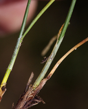 Carex subnigricans