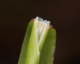 Hordeum brachyantherum ssp. brachyantherum