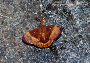 Oak Eggar Moth