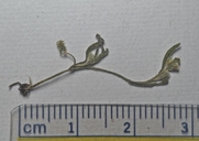 Plagiobothrys cognatus