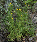 Picradenia richardsonii var. floribunda