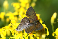 Tharsalea mariposa