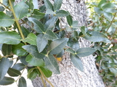 Phillyrea latifolia var. media