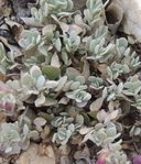 Penstemon thompsoniae ssp. jaegeri
