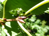 Prunus takesimensis