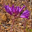 Allium denticulatum