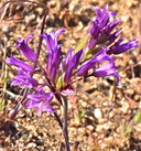 Allium denticulatum