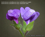 Antirrhinum nuttallianum ssp. subsessile