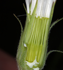 Agoseris aurantiaca var. aurantiaca